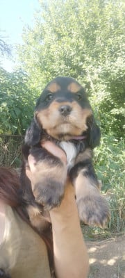 Les chiots de Cocker Spaniel Anglais