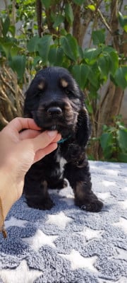 Les chiots de Cocker Spaniel Anglais