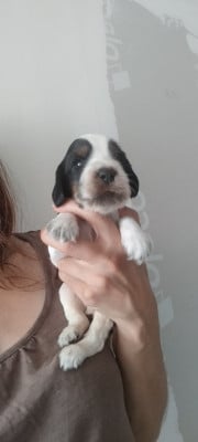 Les chiots de Cocker Spaniel Anglais