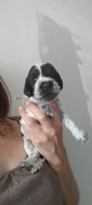 Les chiots de Cocker Spaniel Anglais