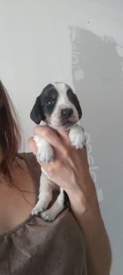 Les chiots de Cocker Spaniel Anglais