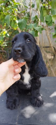 Les chiots de Cocker Spaniel Anglais
