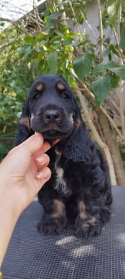 Les chiots de Cocker Spaniel Anglais