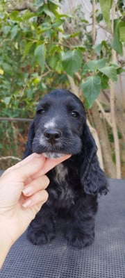 Les chiots de Cocker Spaniel Anglais