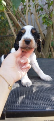 Les chiots de Cocker Spaniel Anglais