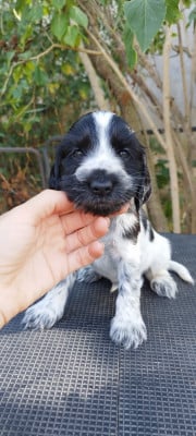 Les chiots de Cocker Spaniel Anglais