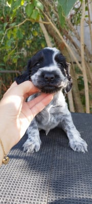 Les chiots de Cocker Spaniel Anglais