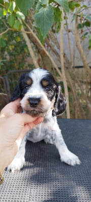 Les chiots de Cocker Spaniel Anglais