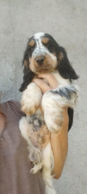Les chiots de Cocker Spaniel Anglais