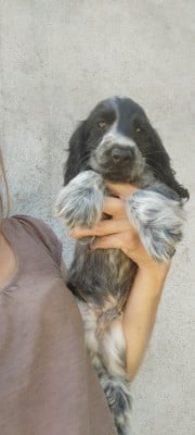 Les chiots de Cocker Spaniel Anglais