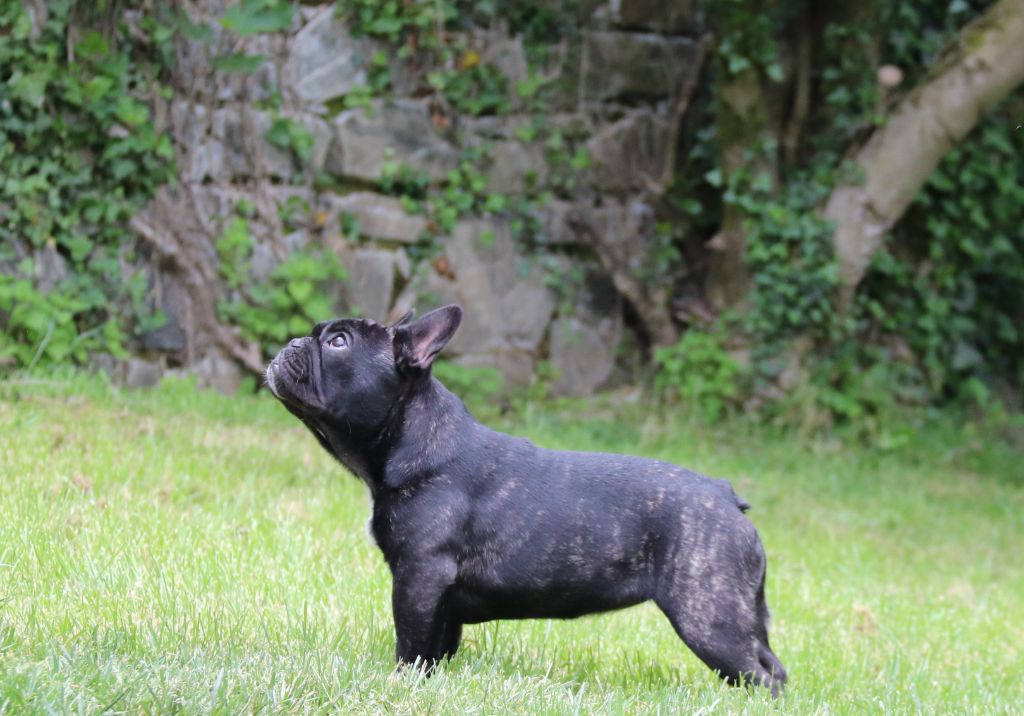 Publication : Chic's Story Staff Auteur : Bellardie Damien