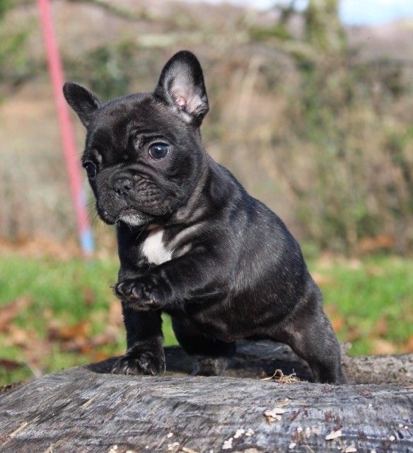 Publication : Chic's Story Staff Auteur : Bellardie Damien