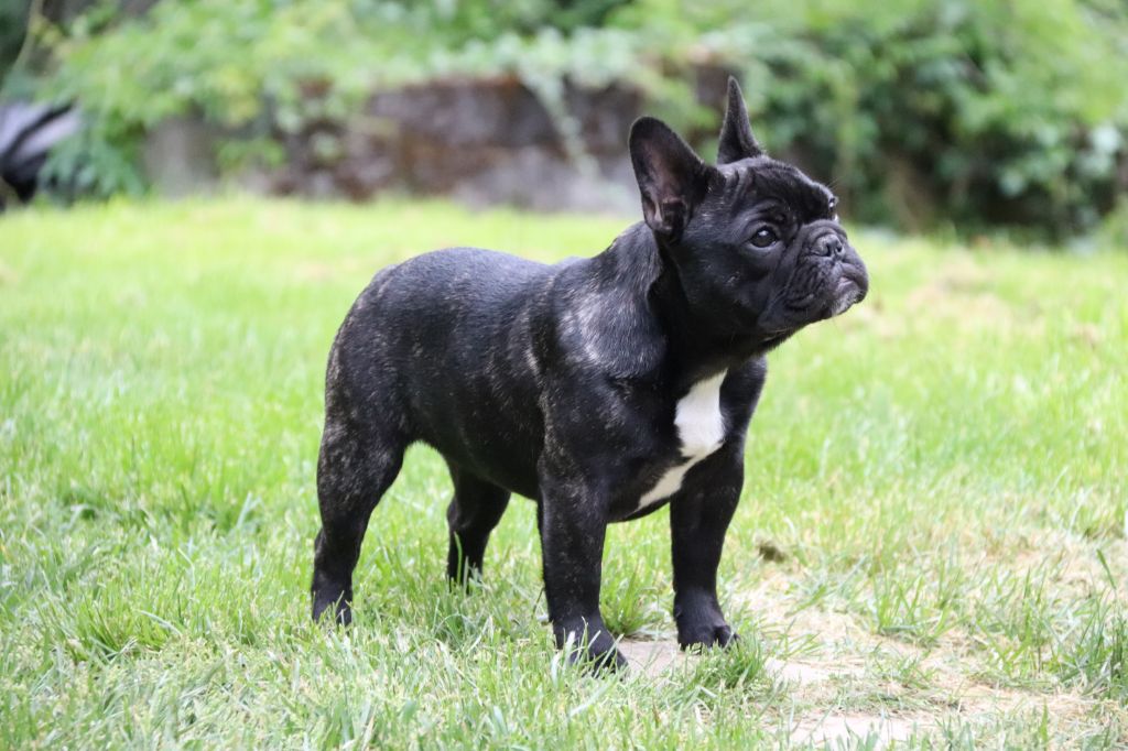 Publication : Chic's Story Staff Auteur : Bellardie Damien