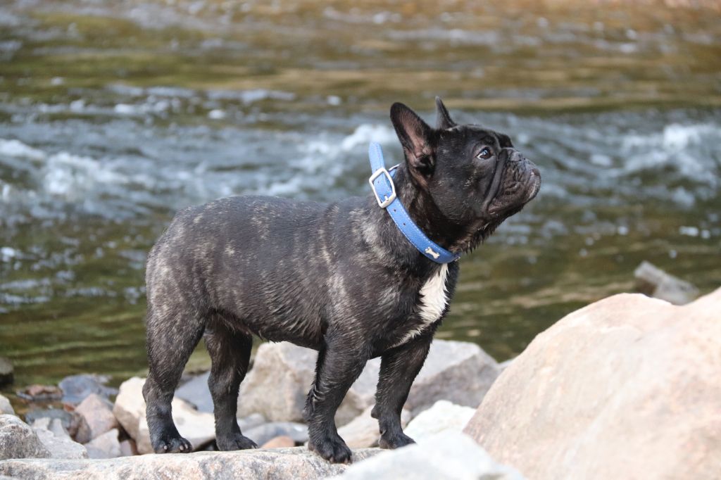 Publication : Chic's Story Staff Auteur : Bellardie Damien