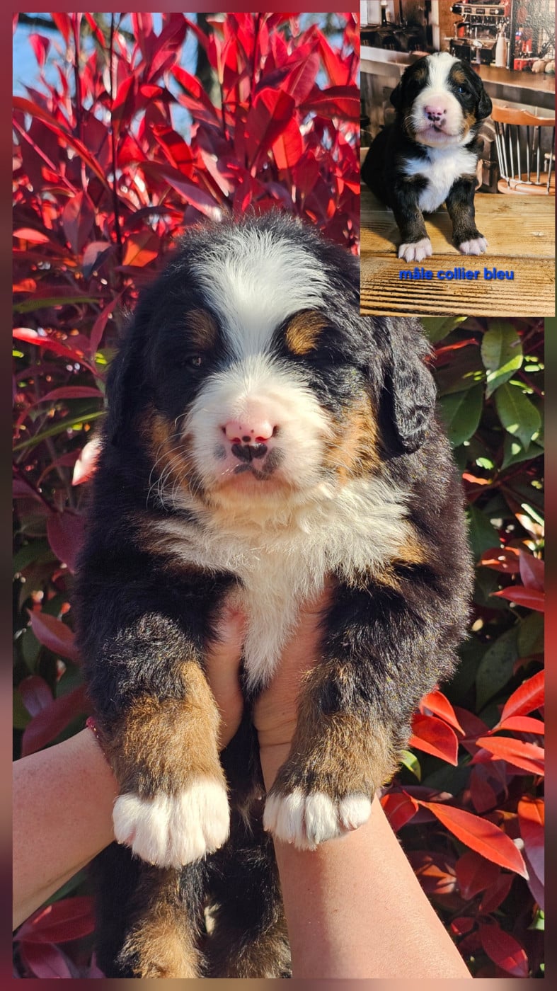 Chiot N°1 - Bouvier Bernois