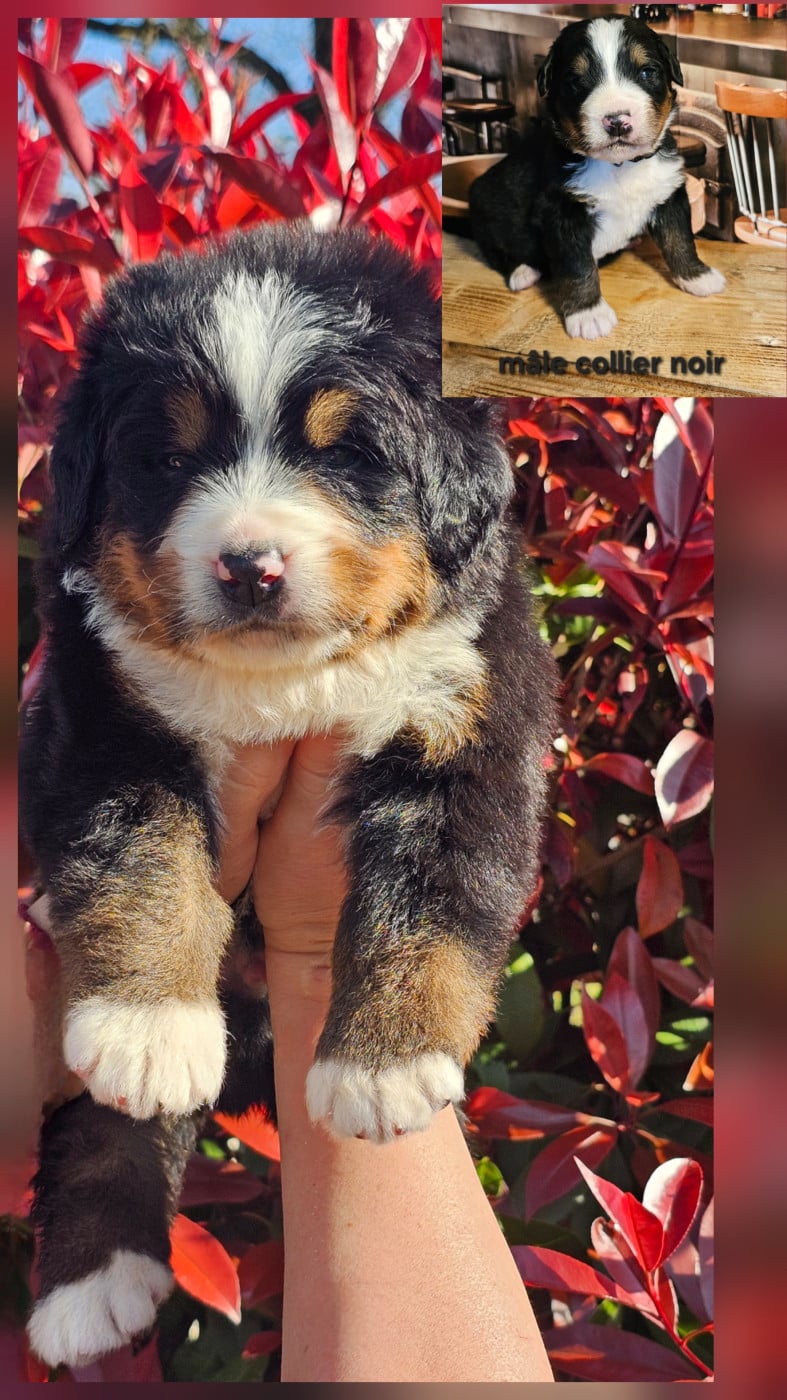 Chiot N°2 - Bouvier Bernois