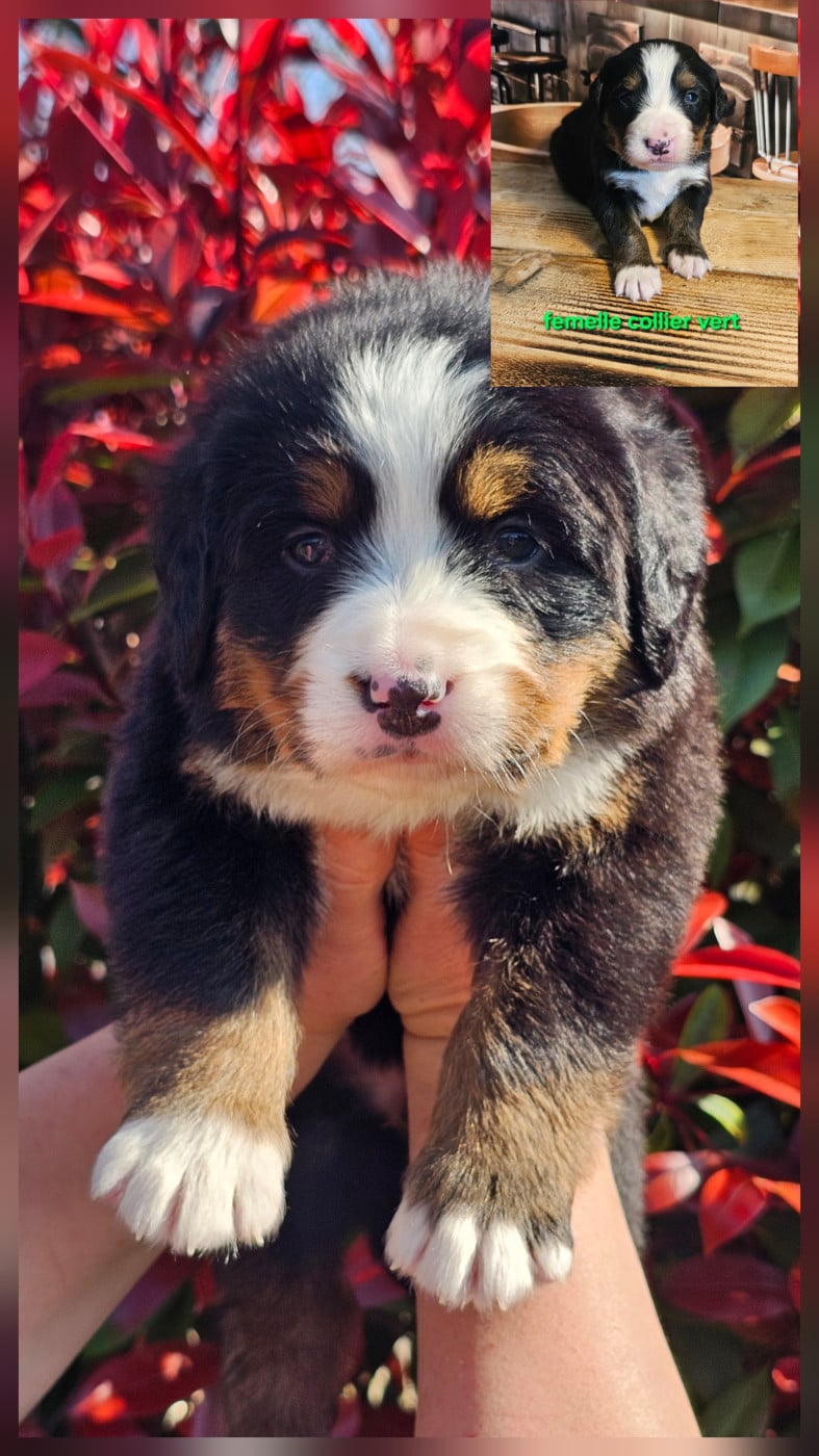 Chiot N°10 - Bouvier Bernois