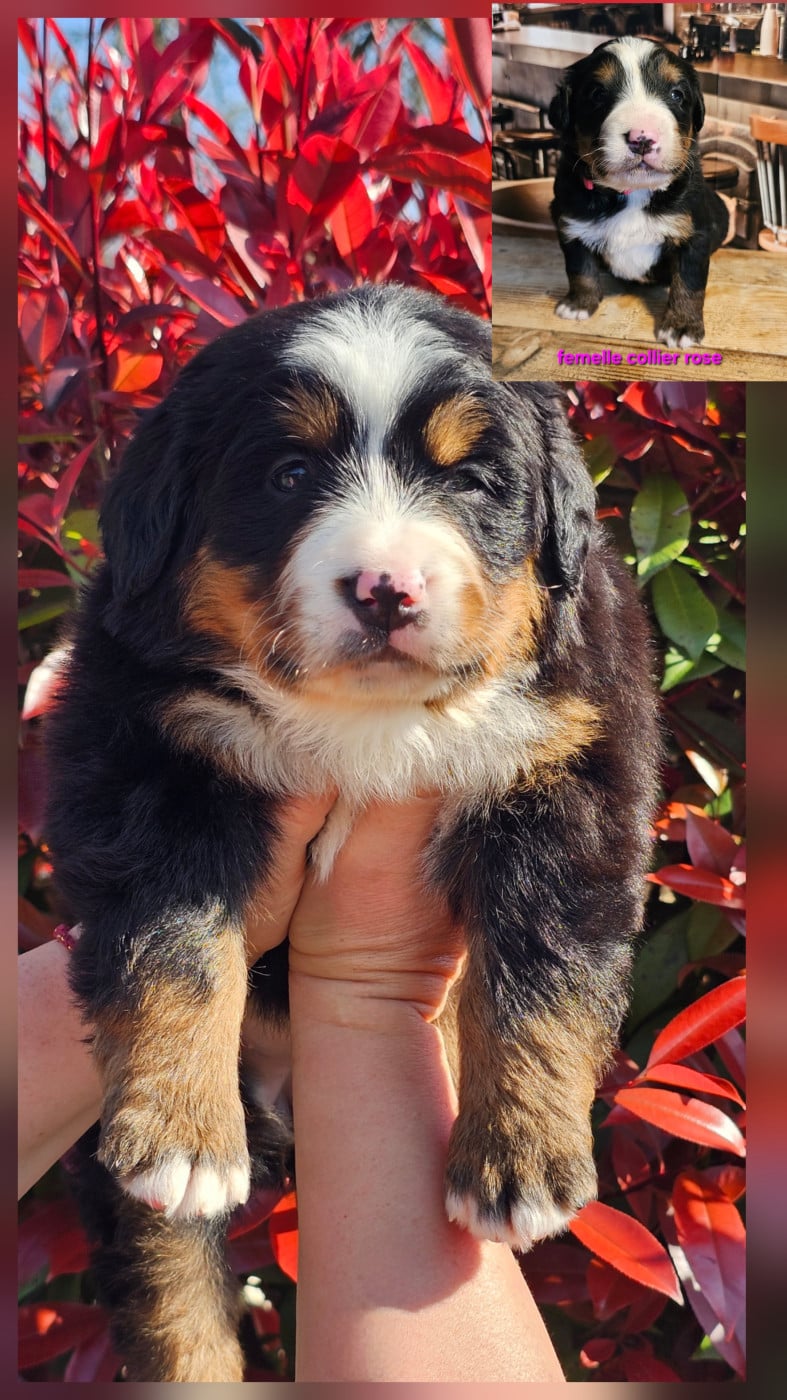 Chiot N°11 - Bouvier Bernois