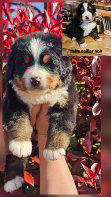 Les chiots de Bouvier Bernois