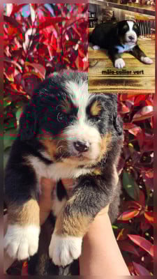 Les chiots de Bouvier Bernois