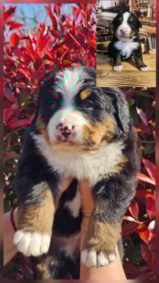 Les chiots de Bouvier Bernois