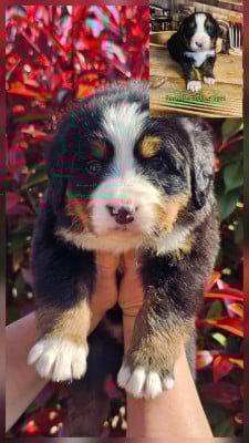 Les chiots de Bouvier Bernois