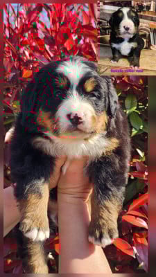 Les chiots de Bouvier Bernois