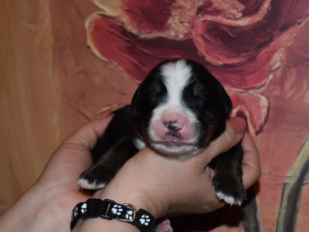 Chiot Bouvier Bernois Male Disponible En Occitanie 82 Tarn Et Garonne Toutes Les Portees Les Chiots De Race Les Eleveurs Et Chiens De Race Sont Sur Chiens De France Com