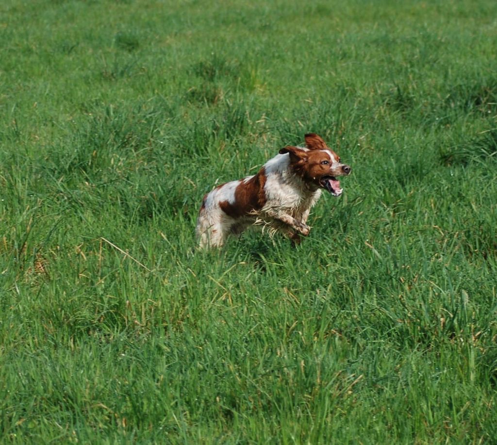 Narco de lan bern - 1er excellent