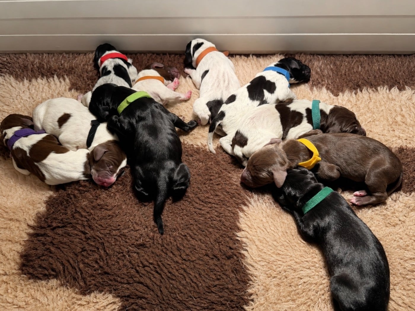 CHIOT 5 - Braque allemand à poil court