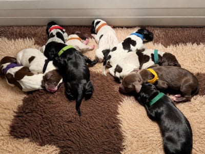 Les chiots de Braque allemand à poil court