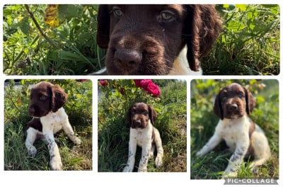 Les chiots de Petit Epagneul de Münster