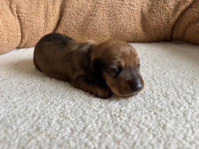 Les chiots de Teckel poil ras