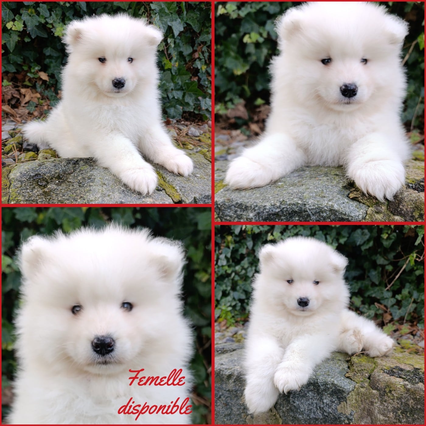 Samoyède - (Sans Affixe)