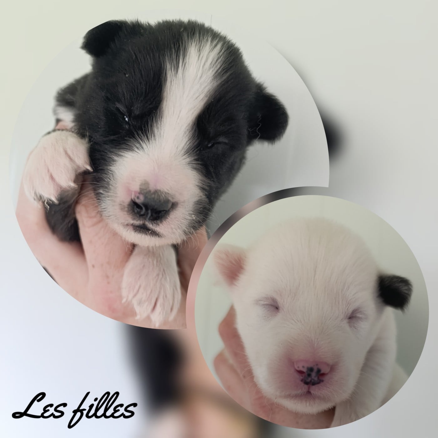 Chiot N°5 - Laika de iakoutie