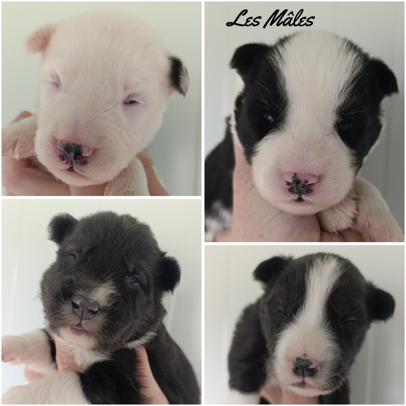 Chiot N°1 - Laika de iakoutie