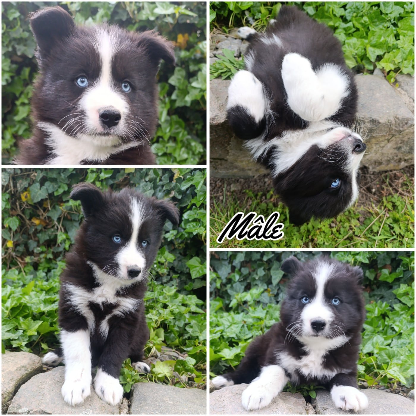 Chiot N°4 - Laika de iakoutie
