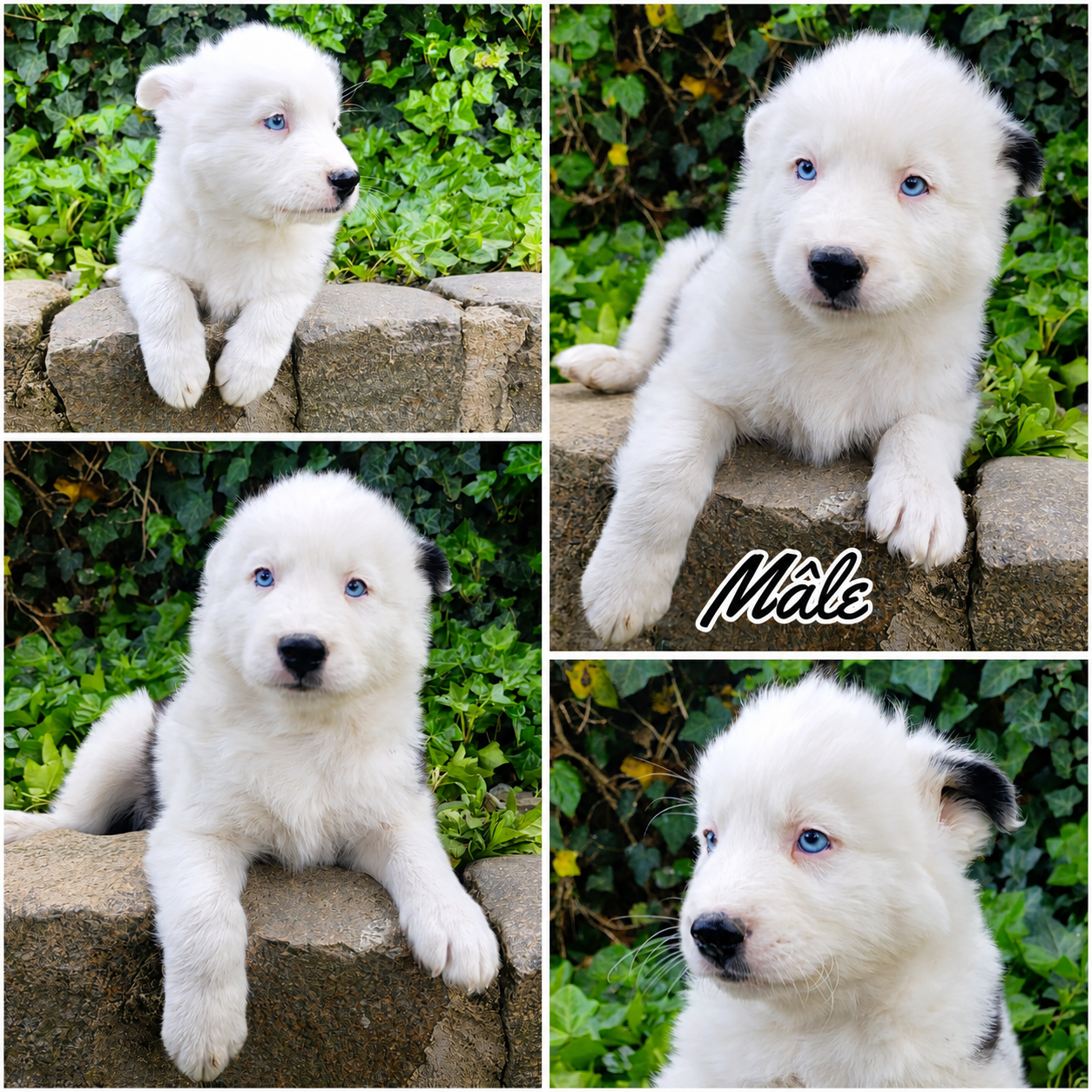 Chiot N°1 - Laika de iakoutie