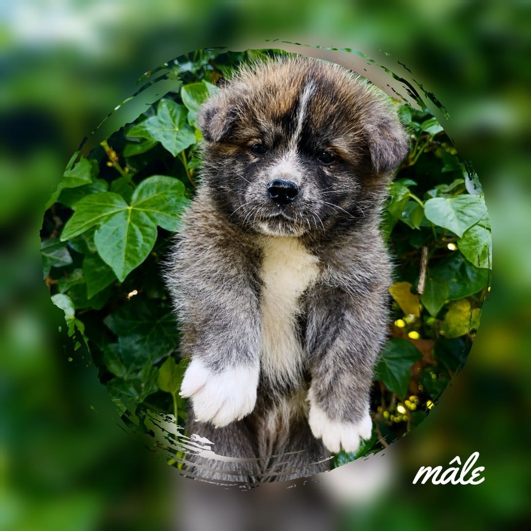 Akita - (Sans Affixe)