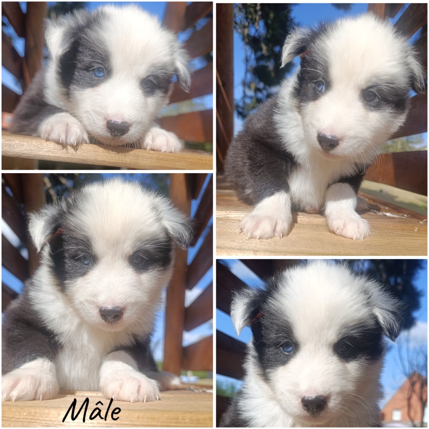 Chiot N°2 - Laika de iakoutie
