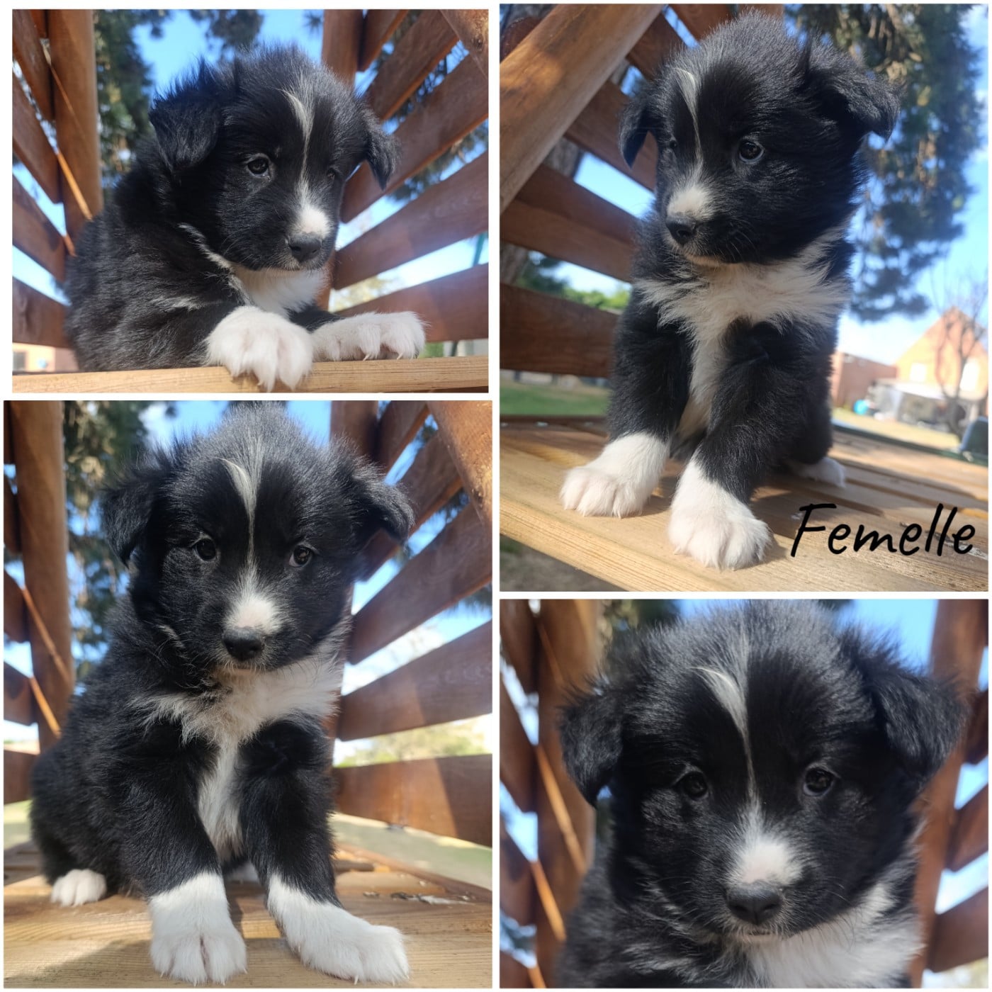 Chiot N°8 - Laika de iakoutie