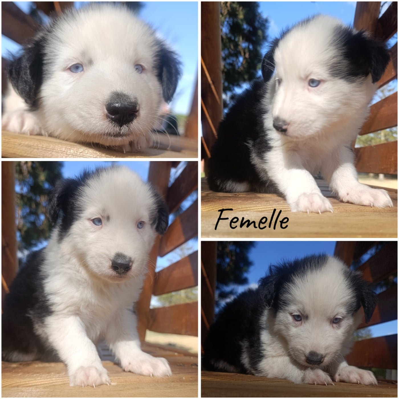 Chiot N°6 - Laika de iakoutie