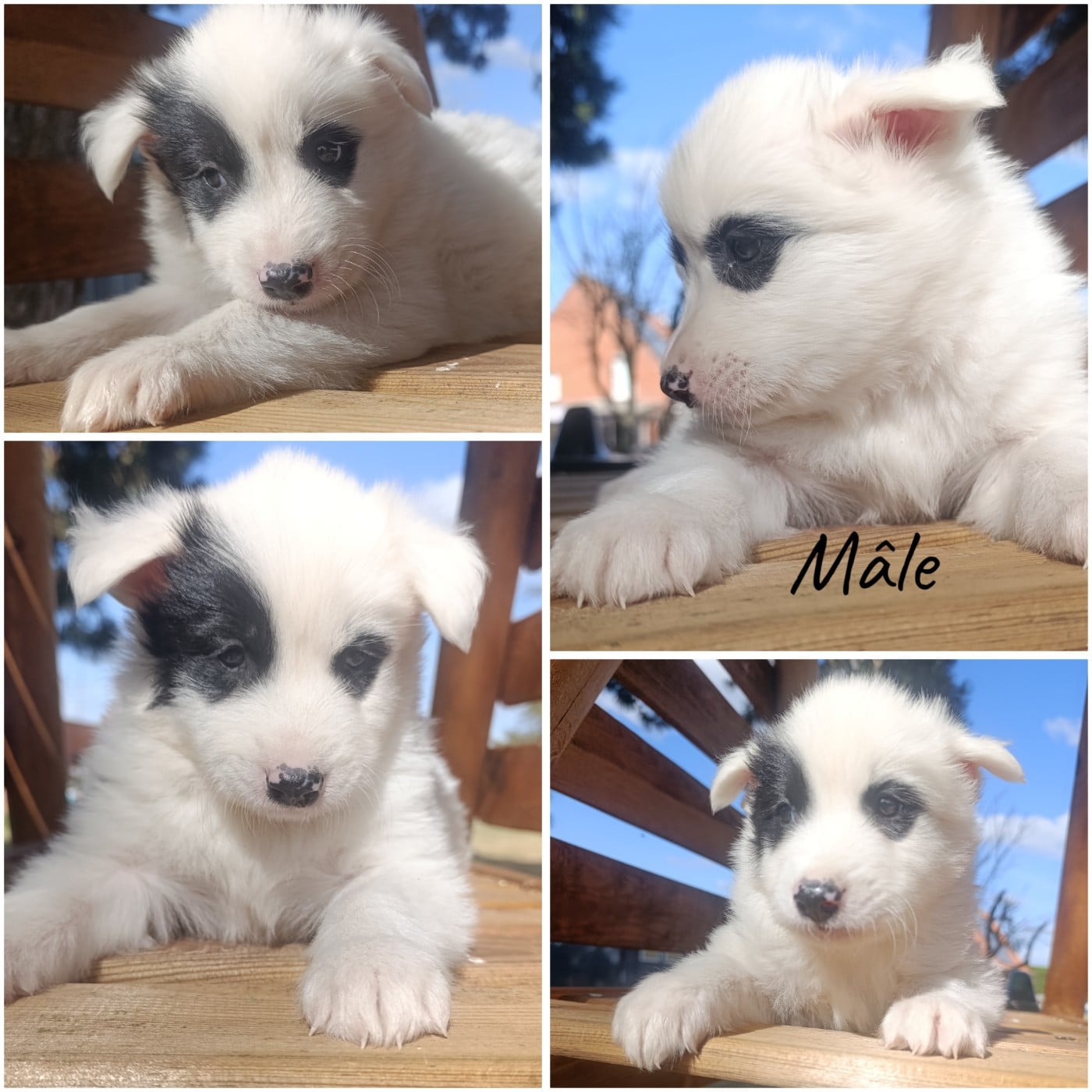Chiot N°3 - Laika de iakoutie