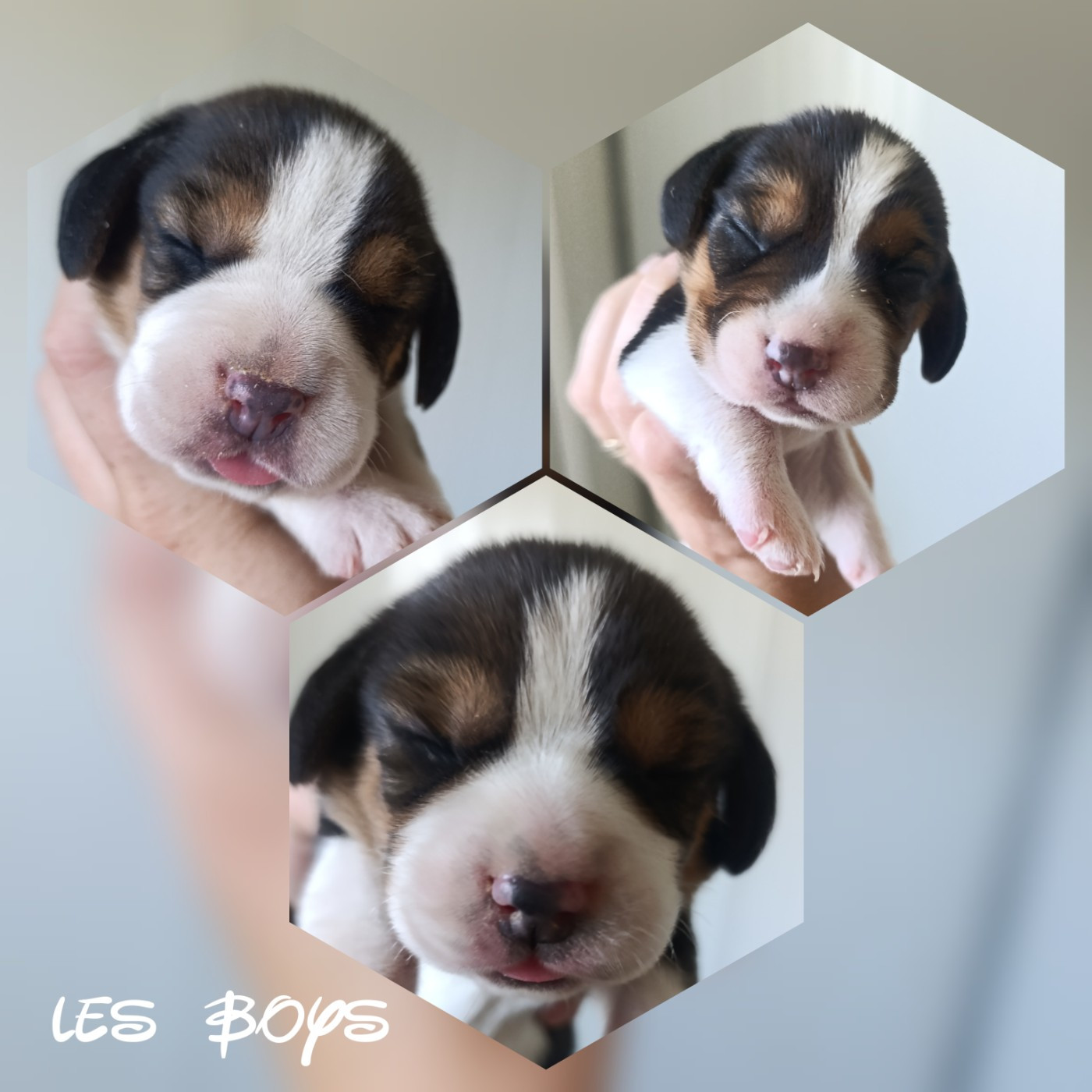 CHIOT 3 - Beagle