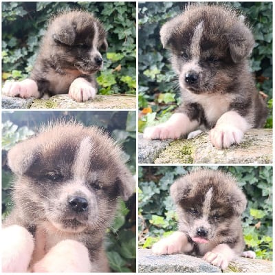Les chiots de Akita