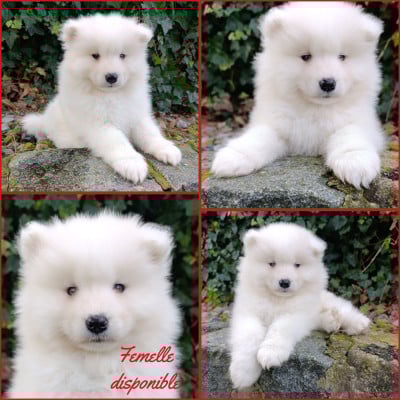 Les chiots de Samoyède