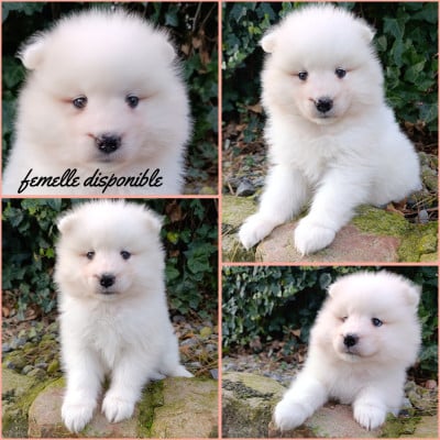 Les chiots de Samoyède