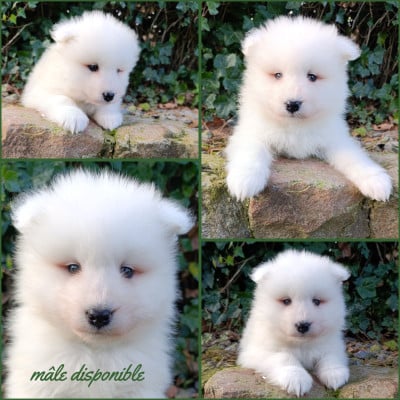 Les chiots de Samoyède