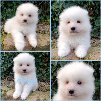 Les chiots de Samoyède