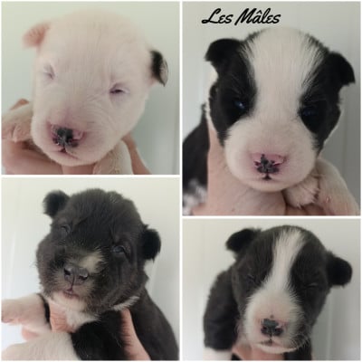 Les chiots de Laika de iakoutie